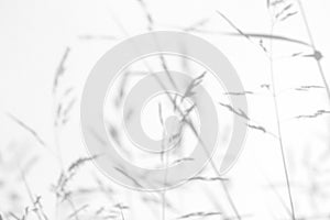 Gray shadows of the delicate grass