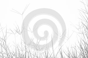 Gray shadows of the delicate grass