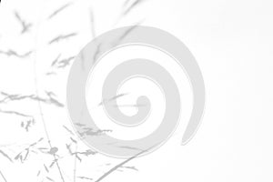 Gray shadows of the delicate grass