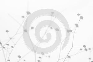 Gray shadows of the flowers and grass