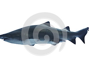 gray shark beautiful exotic tropical sea fish and snapper fish on white