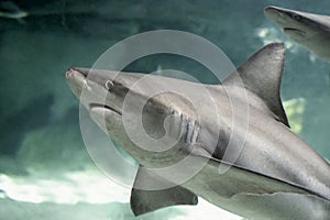 Gray shark (Carcharhinus amblyrhynchos) in an aquarium