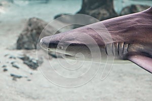 Gray shark (Carcharhinus amblyrhynchos) in an aquarium