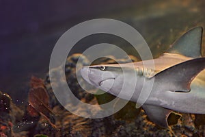 Gray shark Carcharhinus amblyrhynchos swimming near marine vegetation and stones