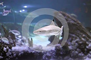 Gray shark Carcharhinus amblyrhynchos swimming near sand and stones