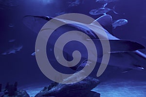 Gray shark swimming in the ocean