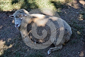 Gray sheep on the grass
