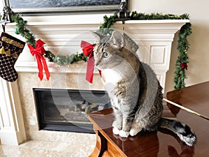 Gray short haired tabby cat on piano during the Christmas holiday season