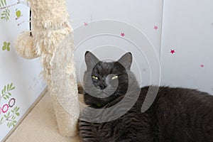 gray shorthair british cat with biege rope post with ball