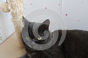 gray shorthair british cat with biege rope post with ball