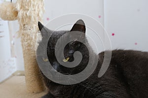 gray shorthair british cat with biege rope post with ball