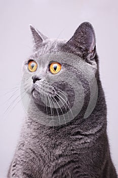 Gray shorthair British cat with bright yellow eyes