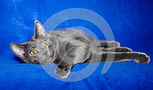 Gray shorthair cat plays on a blue background