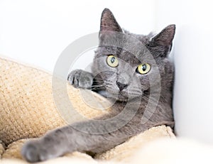 A gray shorthair cat reaching over the edge of a pet bed