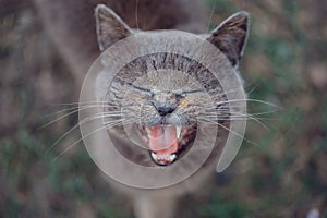 a gray Shorthair cat with yellow eyes without teeth