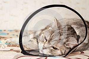 Gray shorthair scottish cat laying in cone collar with sickly look