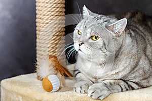 Gray shorthair scottish tabby cat, brown scratching post and toy ball with a feathers