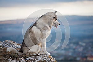 Gray Siberian husky sits on the edge of the rock and looks down.
