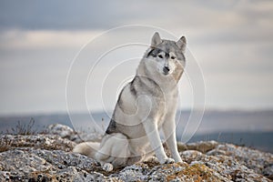 Gray Siberian husky sits on the edge of the rock and looks down.