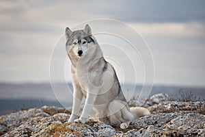 Gray Siberian husky sits on the edge of the rock and looks down.