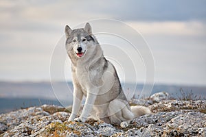 Gray Siberian husky sits on the edge of the rock and looks down.