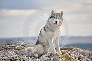 Gray Siberian husky sits on the edge of the rock and looks down. A dog on a natural background.