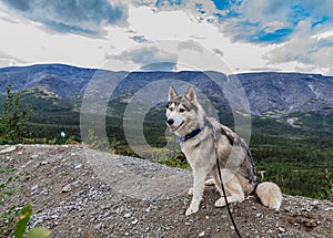 Gray Siberian husky sits on the edge of the rock and looks down. A dog on a natural background.