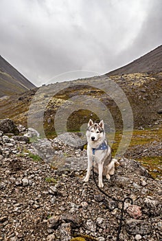 Gray Siberian husky sits on the edge of the rock and looks down. A dog on a natural background.