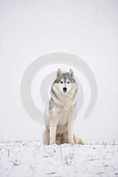 Gray Siberian husky sits in the snow.