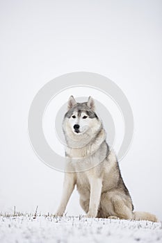 Gray Siberian husky sits in the snow.