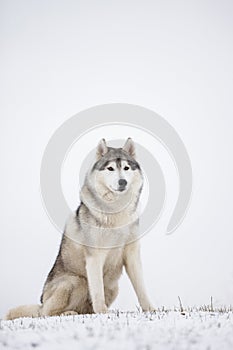 Gray Siberian husky sits in the snow. Portrait of a dog. A dog o