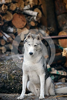 Gray siberian husky sitting