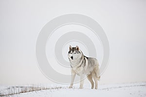 Gray Siberian husky stands in the snow.