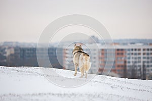 Gray Siberian Husky stands in the snow and looks at the snowy ci