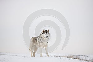 Gray Siberian husky stands in the snow. Portrait of a dog. A dog