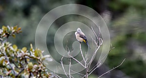 Gray Silky-flycatcher Ptiliogonys cinereus Perched on a Branch in Jalisco, Mexico