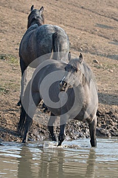 Gray Silver Grulla mare wild horse at the water hole in the Pryor Mountains Wild Horse Range in Montana USA