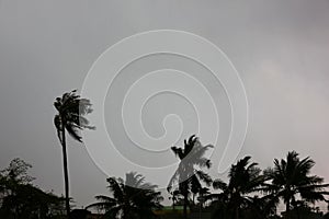 gray sky before typhoon or hurrican or tonado  big storm come.rain storm impact coconut