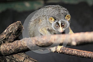 Gray slender loris