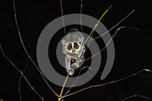 Gray slender loris Loris lydekkerianus