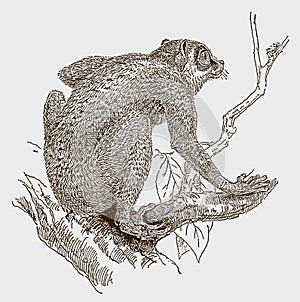 Gray slender loris lydekkerianus sitting on a branch