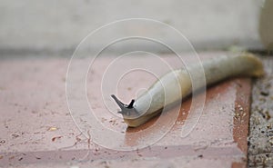 Gray slug snail with black antennae crawling