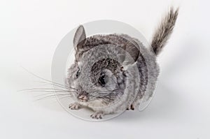 Gray small chinchilla