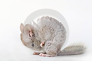 Gray small chinchilla