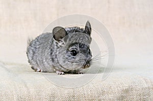 Gray small chinchilla