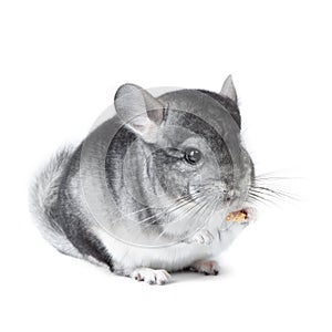 Gray small chinchilla eating