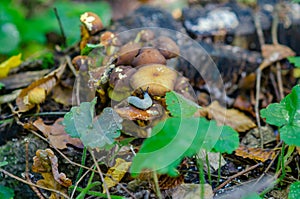 Gray snail on brown mushroom in the autumn forest