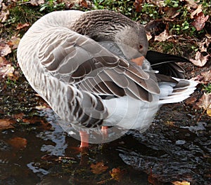 Gray Snow Goose in lake fluffing feathers