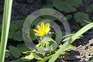 On gray soil is a wildflower with ten yellow petals.