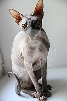 Gray sphinx cat sits on a white window sill